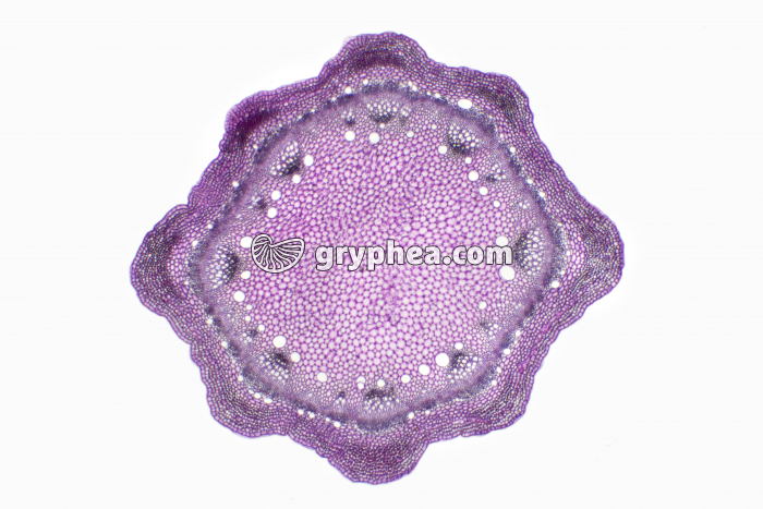 Tige de Sureau CT x4 - gryphea.com